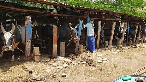 சிக்கந்தர்சாவடியில் 17 ஜல்லிக்கட்டு காளைகளை வளர்க்க முடியாமல் சிரமப்படும் வீரபாண்டி.