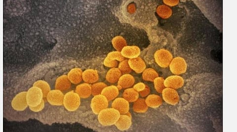 இந்தியர்களை தொற்றிய கரோனா வைரஸின் 53 மரபணு தொடர் வரிசைத் தொகுதி: ஆய்வுக்காக உலக மரபணுத் தரவுப் பெட்டகத்துக்கு அனுப்பி வைப்பு