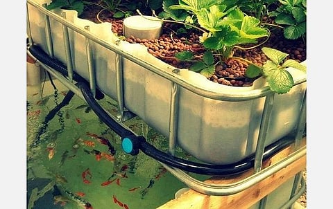 மீனும் செடியும் ஒன்றாக வளர்க்கலாம்!