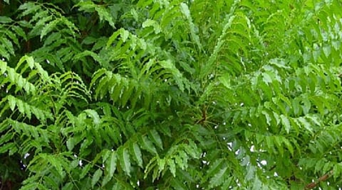 தொற்று நோய்களில் இருந்து பாதுகாக்க கிருமி நாசினி மரங்களை வளர்க்கலாம்: வேளாண் பேராசிரியர் ஆலோசனை