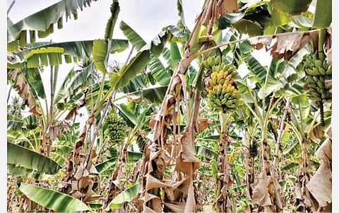 மொளசி அருகே இறையமங்கலத்தில் உள்ள விவசாயத் தோட்டத்தில் அறுவடை செய்யாததால், வாழைக்குலையில் பழங்கள் பழுத்து வருகிறது.