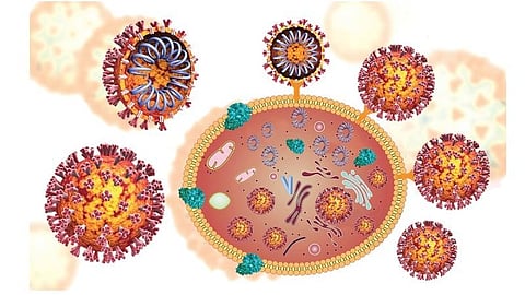 நாவல் கரோனா வைரஸ் 40 லட்சம் பேரைத் தொற்றியது ஏன்?