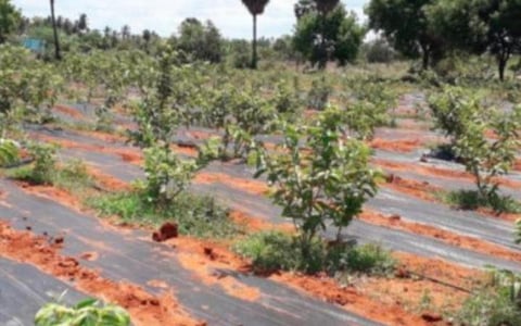 கோப்புப் படம்