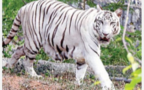 வெள்ளைப் புலி அனு