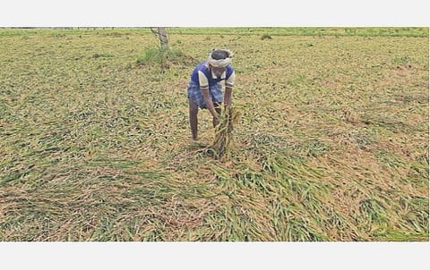 தஞ்சாவூர் அருகே நெல்லுப்பட்டில் அறுவடைக்கு தயாராக இருந்த நெற்பயிர்கள் சூறைக்காற்றால் சாய்ந்து கிடப்பதை வேதனையுடன் பார்க்கும் விவசாயி. படம்: வி.சுந்தர்ராஜ்