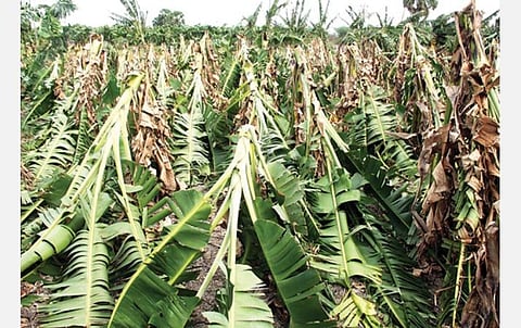 உம்பன் புயலால் சூறாவளி: 2 லட்சம் வாழைகள் சேதம்