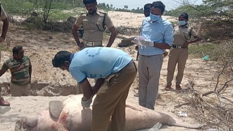 ராமநாதபுரம் திருப்புல்லாணி கடற்ரையில் இறந்து கரை ஒதுங்கிய கடற்பசு