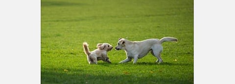 லாக்டவுன் கதைகள்: ஓர் அன்பின் இழப்பு