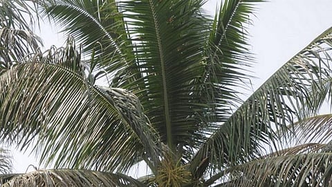 தென்னை மரங்களில் மகசூல் குறைவால் தேங்காய் பற்றாக்குறை: மகசூலை அதிகரிக்க வேளாண் நிலையம் பரிந்துரைக்கும் ஆலோசனைகள்