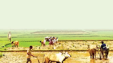 காவிரி நீரும் குறுவைப் பட்டமும்