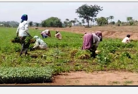 தளி ஒன்றியம் அந்தேவனப்பள்ளி மலைக்கிராமத்தில் கொத்தமல்லி தோட்டத்தில் அறுவடை பணியில் ஈடுபட்டுள்ள பெண் தொழிலாளர்கள்