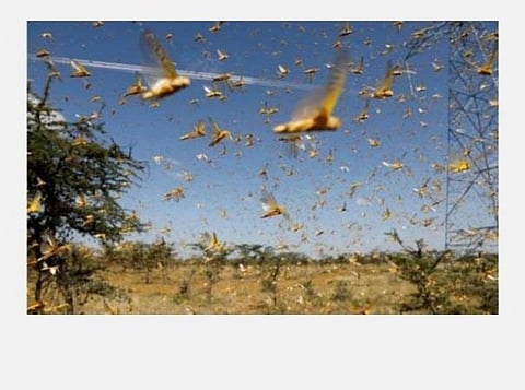 வெட்டுக்கிளி தாக்குதல் பீதி: உ.பி.யில் விழிப்புணர்வு பிரச்சாரம்- வாத்தியக் கருவிகளைக் கொண்டு சப்தம் எழுப்பினால் பறந்து விடும் என அறிவுரை