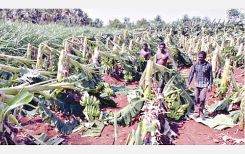 ஈரோடு மாவட்டம் கோபியில் சூறாவளிக் காற்றால் சேதமடைந்த வாழை மரங்கள்.