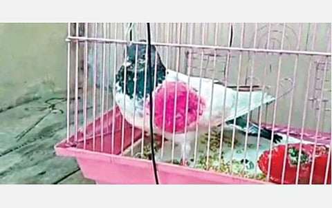 ரகசிய குறியீடை சுமந்து காஷ்மீருக்கு வந்த பாகிஸ்தான் உளவு புறா.