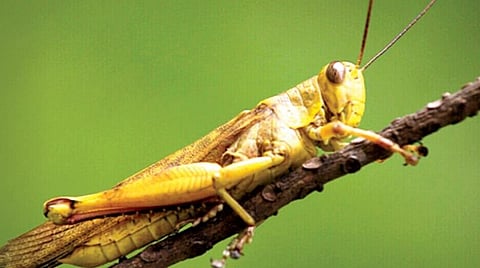 வெட்டுக்கிளி படையெடுப்பு சொல்லும் செய்தி என்ன?