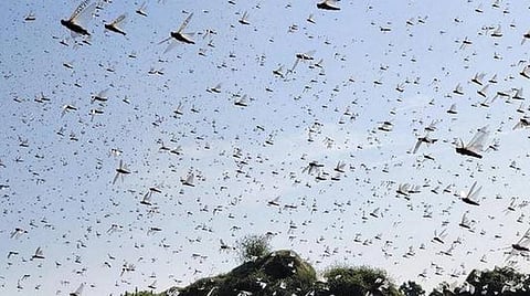 தக்காண பீடபூமியை தாண்டி இதுவரை வந்ததில்லை; வெட்டுக்கிளிகள் படையெடுப்பு தமிழகத்துக்கு வர வாய்ப்பு குறைவு- வேளாண் துறை தகவல்