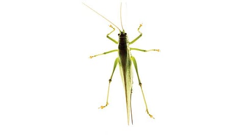 தமிழ்நாட்டில் வெட்டுக்கிளிகள் தாக்குதல்