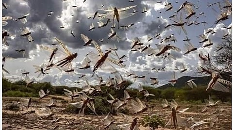 வெட்டுக்கிளிகளிடம் இருந்து பயிர்களைப் பாதுகாக்க முன்னெச்சரிக்கை நடவடிக்கை: தமிழக-கேரள எல்லைகளில் வேளாண் களப்பணியாளர்கள் கண்காணிப்பு