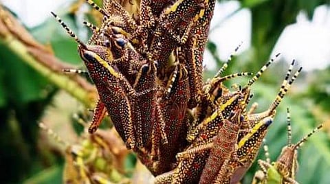 எருக்கன்செடியில் காணப்பட்ட வெட்டுக்கிளிகள்