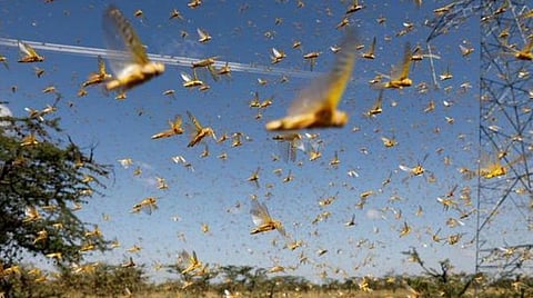 உலகம் சுற்றும் வெட்டுக்கிளிகள்..! - அதிர வைக்கும் 15 உண்மைத் தகவல்கள்!