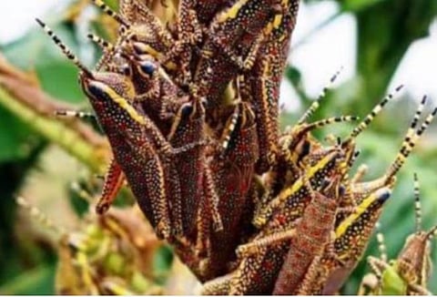 பிரதிநிதித்துவப் படம்