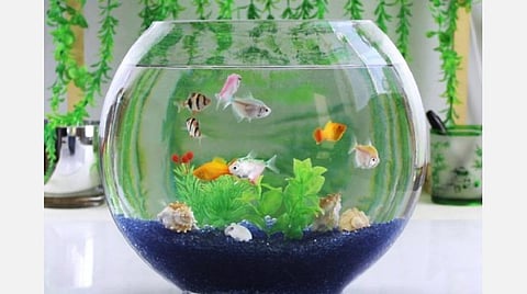 மீன் தொட்டி, முகம் பார்க்கும் கண்ணாடி, ஆகாசக் கிழங்கு... கண் திருஷ்டியைக் கழிக்க எளிய பரிகாரங்கள்!