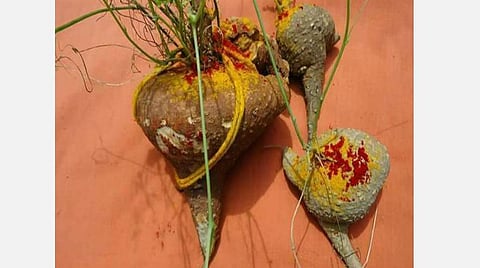 வீட்டு திருஷ்டி கழியும்; தடைகள் உடையும் - ஆகாச கருடன் கிழங்கின் அற்புதம்