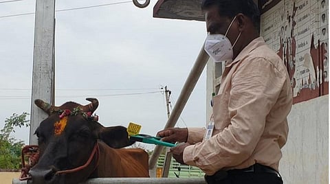 ‘கரோனா’ ஊரடங்கால் நிறுத்தி வைக்கப்பட்ட கால்நடைகளுக்கான கோமாரி நோய் தடுப்பூசி முகாம்: தமிழகம் முழுவதும் நாளை தொடக்கம்