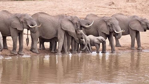 நாட்டுக்குத்தான் ஊரடங்கு; காட்டுக்குள்ளே திருவிழா