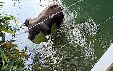 இரண்டு உயிர்கள் பறிபோனது: வனத்துறை அதிகாரியின் வேதனைப் பகிர்வு- யானைக்கு பழத்திற்குள் வெடிவைத்துக் கொடுத்த கொடூர சம்பவத்தை விவரிக்கும் பதிவு