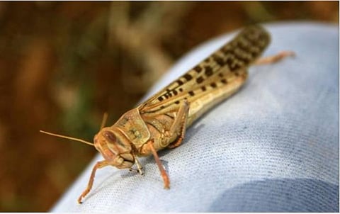 வெட்டுக்கிளிகளை எதிர்கொள்ள முன்கூட்டிய உத்திகள் முக்கியம்
