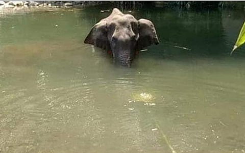 காட்டுப்பன்றிக்கு வைத்த குறியில் கர்ப்பிணி யானை இறந்ததா?- கேரள வனத்துறை அதிகாரிகள் தீவிர விசாரணை