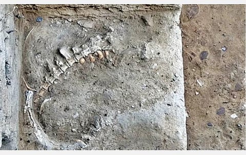 திருப்புவனம் அருகே கீழடி அகழாய்வில் கண்டெடுக்கப்பட்ட விலங்கின் எலும்பு.