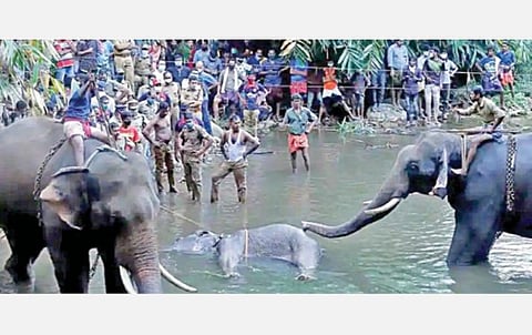 மலப்புரம் வெள்ளியாற்றில் இறந்து கிடந்த யானையை மீட்கும் வனத்துறையினர்.