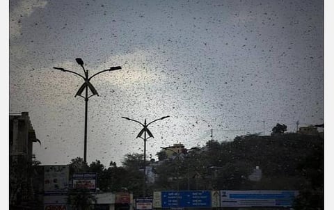 வெட்டுக்கிளிகள் தமிழகம் வருவதற்கு வாய்ப்பு குறைவு- உயர் நீதிமன்றத்தில் தமிழக அரசு தகவல்