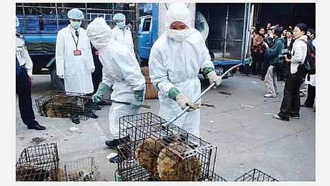 கரோனா வைரஸும் சுற்றுச்சூழலும்: இன்னொரு கொள்ளைநோய் உருவாகாமல் தடுப்பது எப்படி?