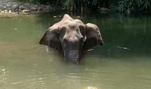 அன்னாசி பழத்தில் வெடிகுண்டு வைத்து கொடுத்து யானை கொல்லப்பட்ட விவகாரம்: கேரள வனத்துறைக்கு தென் மண்டல பசுமைத் தீர்ப்பாயம் நோட்டீஸ்