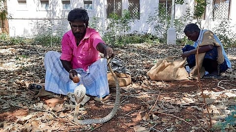 சிவகங்கையில் புதிய கரோனா மருத்துவமனையில் படையெடுத்த 13 பாம்புகள்