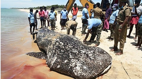 ராமேசுவரம் அருகே ஆற்றங்கரை கடற்பகுதியில் கரை ஒதுங்கிய 1.5 டன் புள்ளி திமிங்கல சுறா