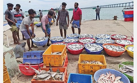 பாம்பன் கடற்கரையில் கூடைகளில் அடுக்கி் வைக்கப்பட்டிருந்த மீன்கள்.