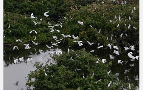 மத்திய அரசு அறிவுறுத்தலின்படி நில வகைப்பாடு; வேடந்தாங்கல் சரணாலயத்தின் சுற்றளவு குறைக்கப்படாது- முதன்மை தலைமை வனப்பாதுகாவலர் தகவல்
