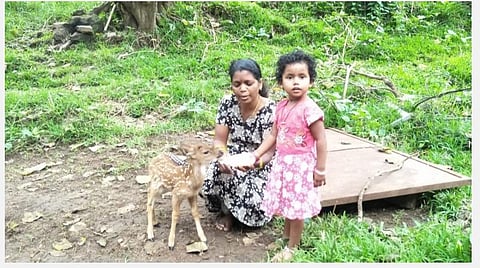 புட்டிப் பால் அருந்திய புள்ளிமான் குட்டி: நெகிழவைக்கும் பழங்குடியினர் வாழ்க்கை