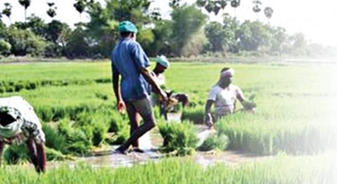 வேளாண், ஊரகத் தொழிலாளர்களுக்கான நுகர்வோர் விலைக் குறியீடு: தமிழகம் முதலிடம்