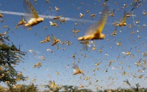 ராஜஸ்தானில் மீண்டும் வெட்டுக்கிளிகள் அட்டூழியம்: 5 மாவட்டங்களில் பூச்சி மருந்து தெளிப்பு தீவிரம்