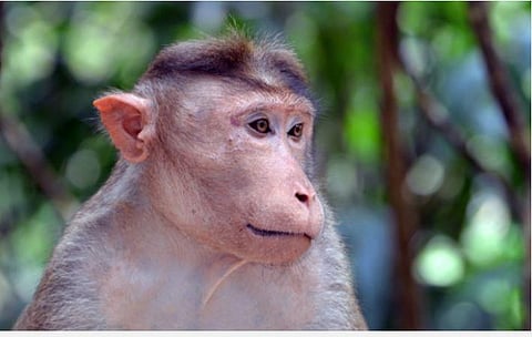 குரங்கைத் தூக்கில் தொங்கவிட்டு ரசித்த இளைஞர்கள் : படம் உதவி | ட்விட்டர்.