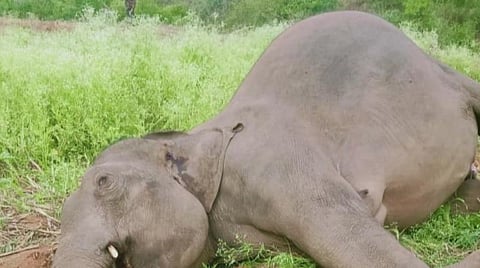 உயிரிழந்த யானை.