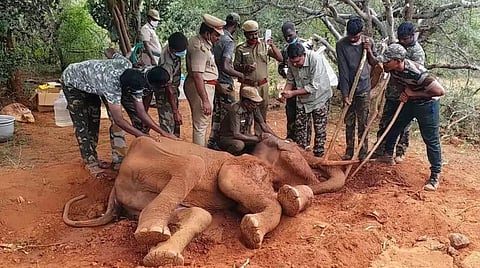 உடல்நலக்குறைவால் தற்போது உயிருக்குப் போராடும் யானை.