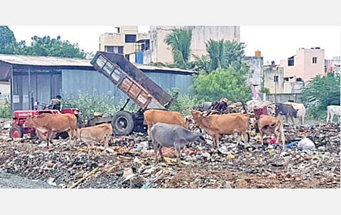 சித்தாலப்பாக்கத்தில் உயர் நீதிமன்ற உத்தரவை மீறி ஏரியில் குப்பை கொட்டும் ஊராட்சி நிர்வாகம்