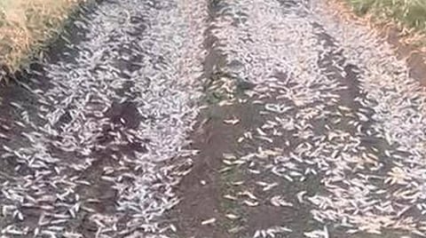 வெட்டுக்கிளிகளை கட்டுப்படுத்த ஹெலிகாப்டரில் பூச்சி மருந்து தெளிப்பு: நடவடிக்கை கைகொடுப்பதாக மத்திய அரசு தகவல்