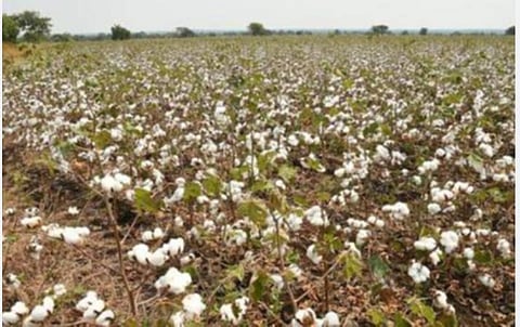 உரிய நேரத்தில் ஏலம் நடைபெறாததால் 3 நாட்களாக காத்திருந்த பருத்தி விவசாயிகள்